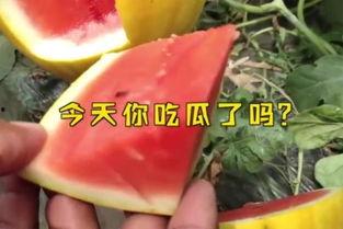娱乐吃瓜名字大全,揭秘那些令人捧腹的“吃瓜”名字背后的故事